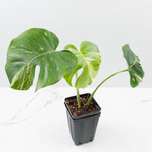 Monstera Deliciosa 'Emerald' (wk36-U127)