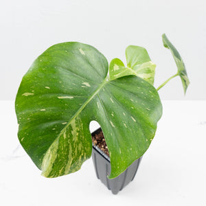Monstera Deliciosa 'Emerald' (wk36-U127)