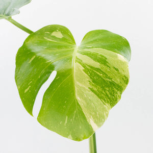 Monstera Deliciosa 'Emerald' (wk36-U127)