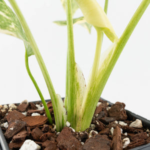 Monstera Deliciosa 'Fairy Dust' (wk17-UW)