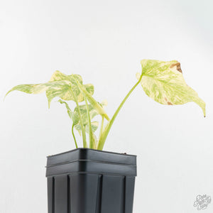 Monstera Deliciosa 'Fairy Dust' (wk17-UW)