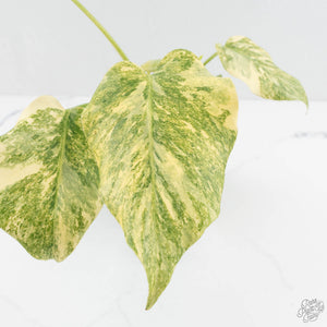 Monstera Deliciosa 'Fairy Dust' (wk17-UW)