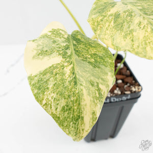 Monstera Deliciosa 'Fairy Dust' (wk17-UW)