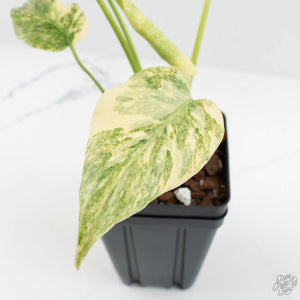 Monstera Deliciosa 'Fairy Dust' (wk17-UW)