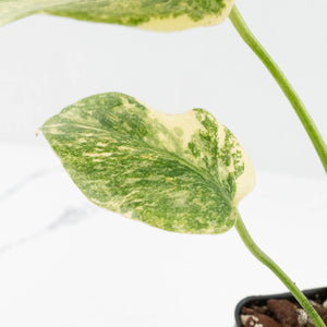 Monstera Deliciosa 'Fairy Dust' (wk17-UW)