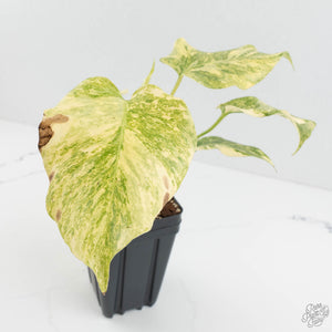 Monstera Deliciosa 'Fairy Dust' (wk17-UW)