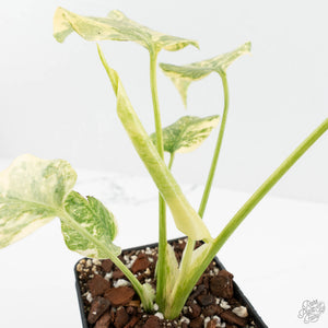 Monstera Deliciosa 'Fairy Dust' (wk17-UW)
