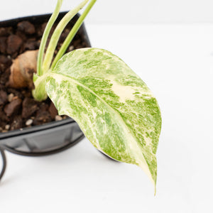 Monstera Deliciosa 'Fairy Dust' (wk34-L85)