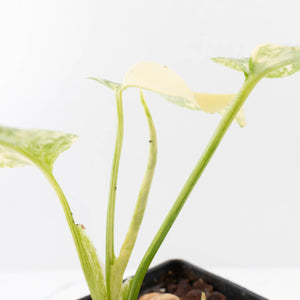 Monstera Deliciosa 'Fairy Dust' (wk34-L85)
