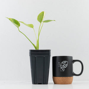 Monstera Deliciosa 'Fairy Dust' (wk36-L225)