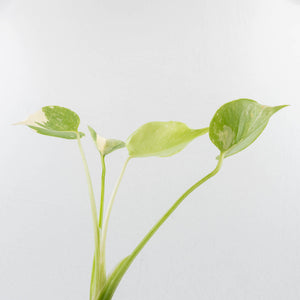 Monstera Deliciosa 'Fairy Dust' (wk36-L225)