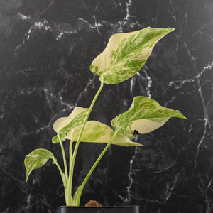 Monstera Deliciosa 'Fairy Dust' (wk41-L85)