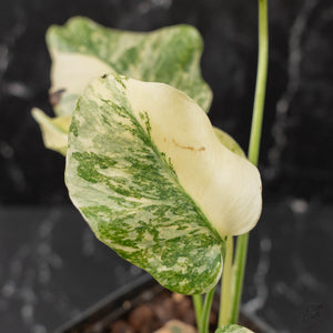 Monstera Deliciosa 'Fairy Dust' (wk41-L85)