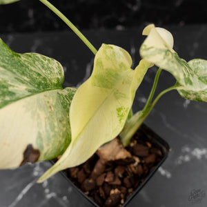 Monstera Deliciosa 'Fairy Dust' (wk41-L85)