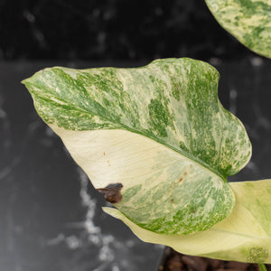 Monstera Deliciosa 'Fairy Dust' (wk41-L85)