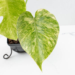 Monstera Deliciosa 'Fairy Dust' (wk35-U116)