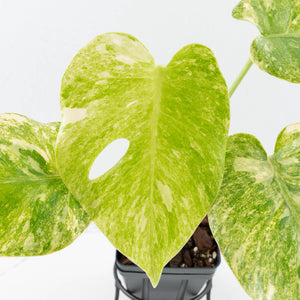 Monstera Deliciosa 'Fairy Dust' (wk35-U116)