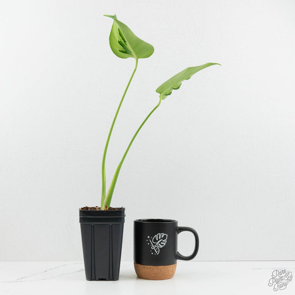 philodendron red moon kaufen Philodendron Red Moon – Brumley & Bloom main image 0