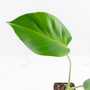 Monstera Deliciosa 'Hurricane' (wk18-UO)