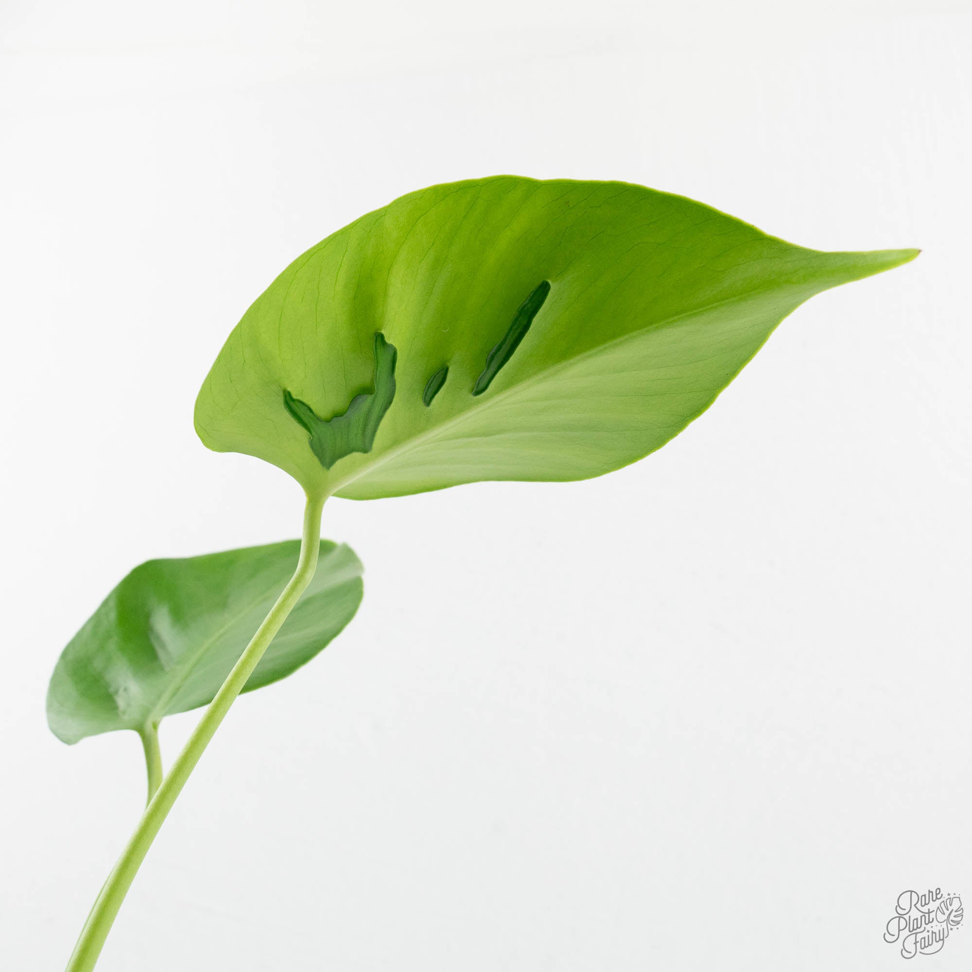 monstera obscura Monstera Deliciosa 'Hurricane' (wk18-UO)