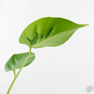 Monstera Deliciosa 'Hurricane' (wk18-UO)
