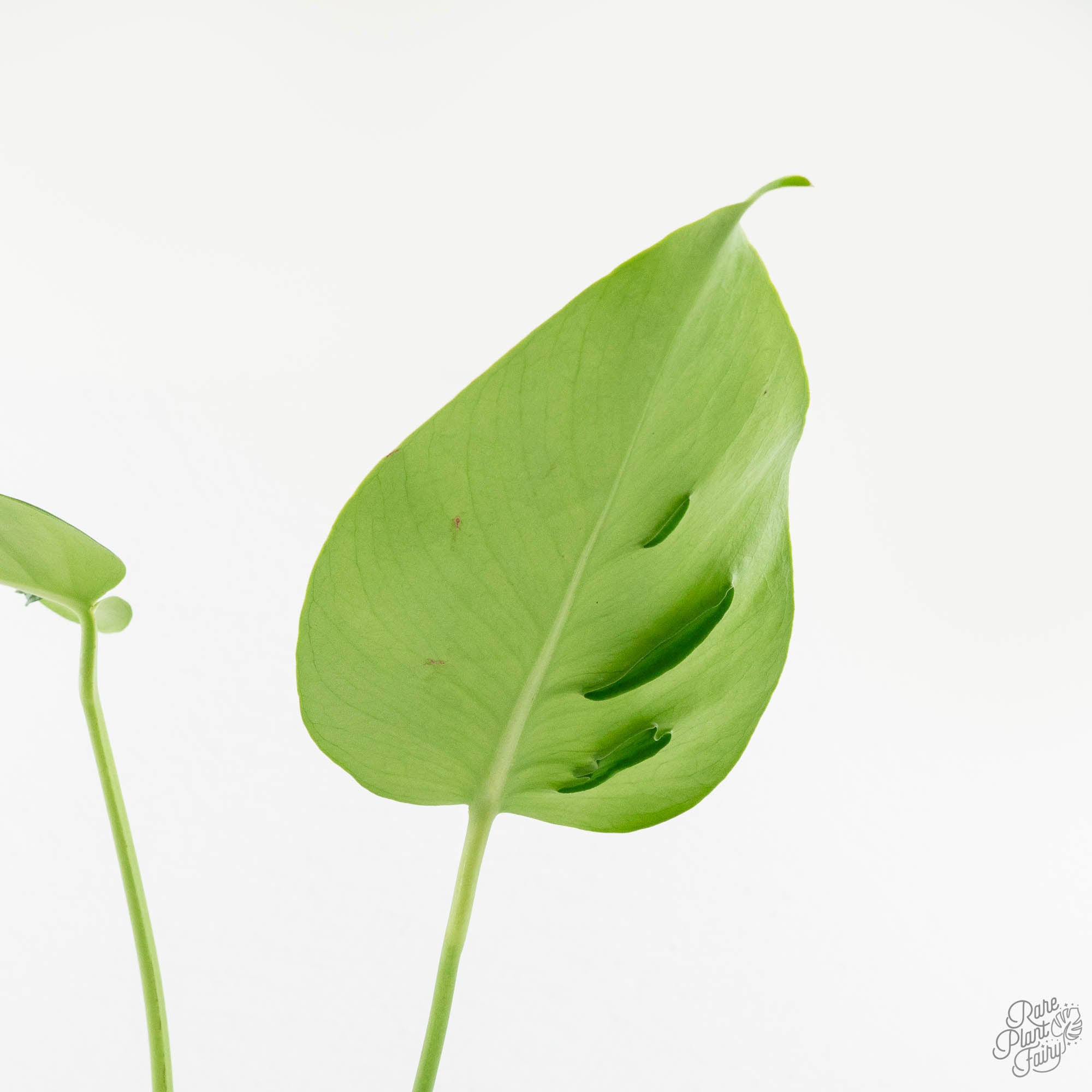 monstera deliciosa new leaf Monstera Deliciosa 'Hurricane' (wk18-UO) – Rare Plant Fairy