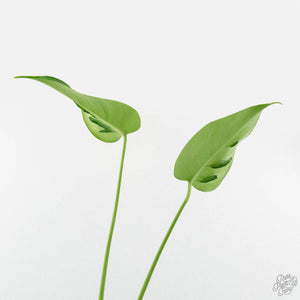 Monstera Deliciosa 'Hurricane' (wk18-UO)