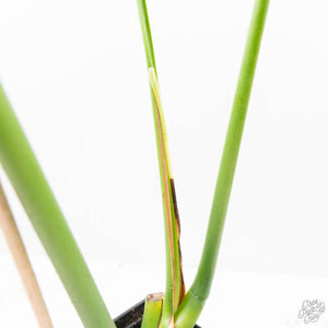 Monstera Deliciosa 'Hurricane' (wk21-UF)