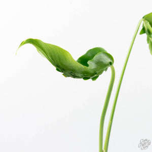 Monstera Deliciosa 'Hurricane' (wk21-UF)