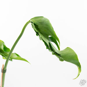 Monstera Deliciosa 'Hurricane' (wk21-UF)