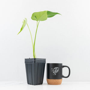 Monstera Deliciosa 'Hurricane' (wk30-UB)