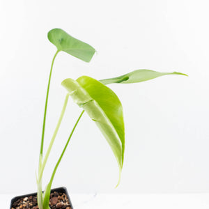 Monstera Deliciosa 'Hurricane' (wk30-UB)
