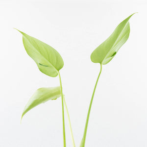 Monstera Deliciosa 'Hurricane' (wk30-UB)