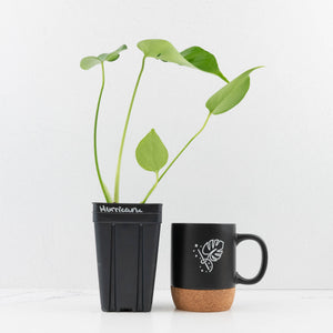 Monstera Deliciosa 'Hurricane' (wk34-U42)