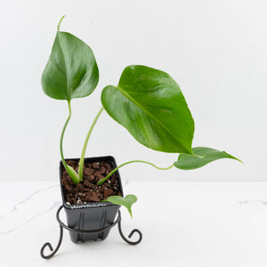 Monstera Deliciosa 'Hurricane' (wk34-U42)