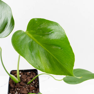 Monstera Deliciosa 'Hurricane' (wk34-U42)