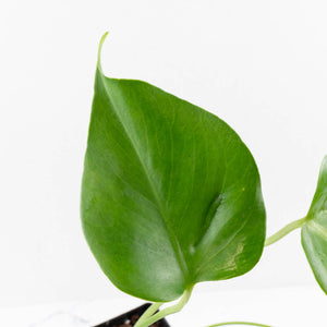 Monstera Deliciosa 'Hurricane' (wk34-U42)