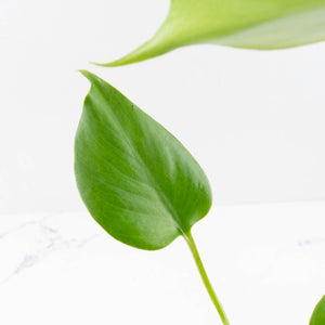 Monstera Deliciosa 'Hurricane' (wk34-U42)