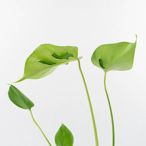 Monstera Deliciosa 'Hurricane' (wk34-U42)
