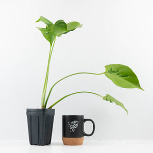 Monstera Deliciosa 'Hurricane' (wk35-U112)