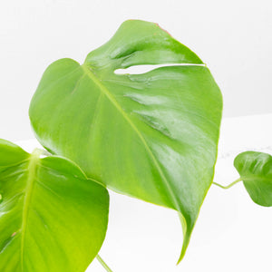Monstera Deliciosa 'Hurricane' (wk35-U112)