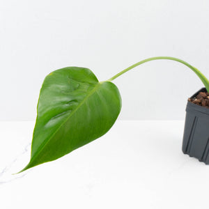 Monstera Deliciosa 'Hurricane' (wk35-U112)
