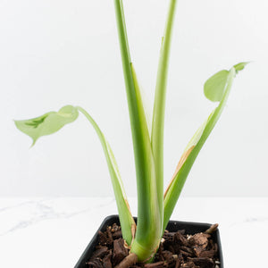 Monstera Deliciosa 'Hurricane' (wk35-U112)