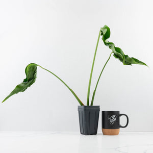 Monstera Deliciosa 'Hurricane' (wk36-U125)
