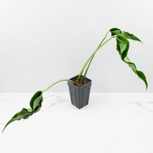 Monstera Deliciosa 'Hurricane' (wk36-U125)