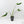 Monstera Deliciosa 'Hurricane' (wk43-U125)