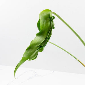 Monstera Deliciosa 'Hurricane' (wk36-U125)