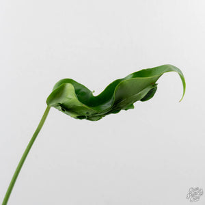 Monstera Deliciosa 'Hurricane' (wk43-U125)