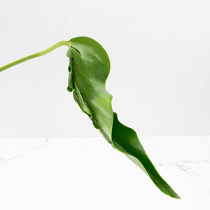 Monstera Deliciosa 'Hurricane' (wk36-U125)