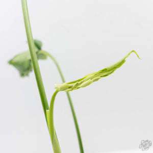 Monstera Deliciosa 'Hurricane' (wk43-U125)